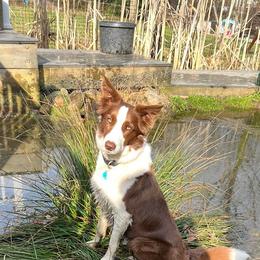Anna - Border Collie