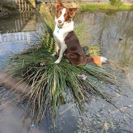 Anna - Border Collie