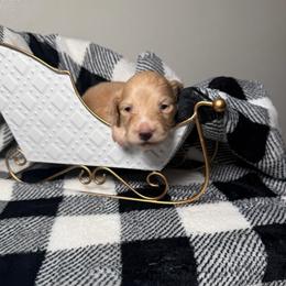 Emily - Cream female Dachshund puppy in New Albany, Mississippi from Double A. Doxies