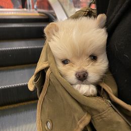 Pomeranian Puppies from Wheresmil0