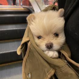 Pomeranian Puppies from Wheresmil0