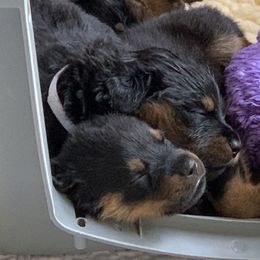 Rottweiler Puppies from Asphodel Rotweilers