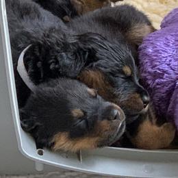Rottweiler Puppies from Asphodel Rotweilers