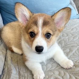 Petunia- Sable-Red Female - Sable and white female American Corgi puppy in Chippewa Falls, Wisconsin from Dazie Lou’s Corgis