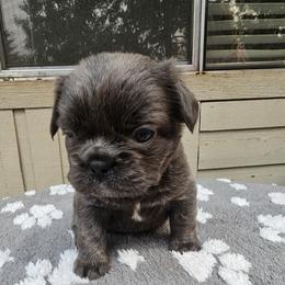 Pearl (FLUFFY) - Blue fawn female French Bulldog puppy in Bend, Oregon from High Lakes Frenchies