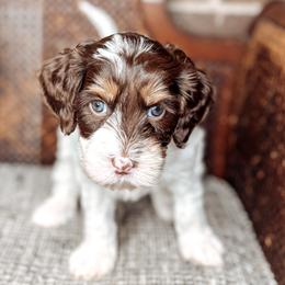 Loveland - Chocolate female Australian Labradoodle puppy in Decatur, Alabama from Southern Meadows Doodles