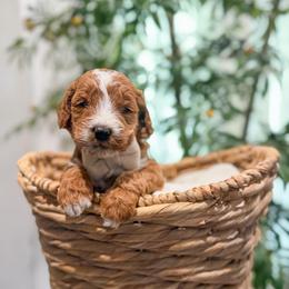 Cajun Redhot - Red  male Goldendoodle puppy in Sulphur, Louisiana from Curly Q’s Of Carlyss