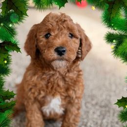 Jingle - Red  male Goldendoodle puppy in Oxford, Pennsylvania from FriendlyPals