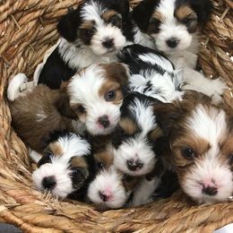 Biewer Terrier and Yorkshire Terrier Puppies from Niko Kennel