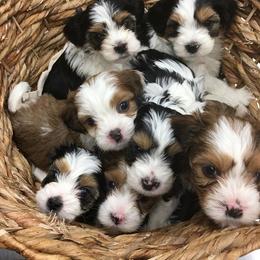 Biewer Terrier and Yorkshire Terrier Puppies from Niko Kennel