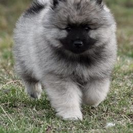 Keeshond Puppies from Anna Boehringer