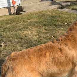 Golden Retrievers from Sunwind Golden Retrievers