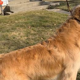 Golden Retrievers from Sunwind Golden Retrievers