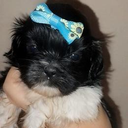 Mortisha - Black and white female Shih Tzu puppy in Arcadia, Florida from Kitsune Cuddles and kisses