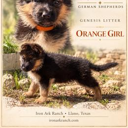 Grace Von Ark - Black and red female German Shepherd puppy in Llano, Texas from Von Ark German Shepherds