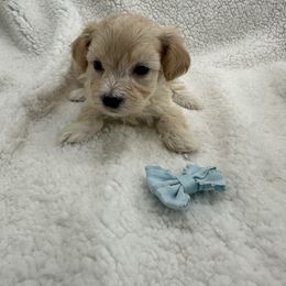 Yellow collar - Apricot male Maltipoo puppy in Denair, California from 209PuppiesCaliforniaMaltipoo