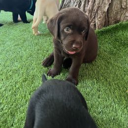 Hunter - Chocolate male Labrador Retriever puppy in Pilot Hill, California from Houston Labradors
