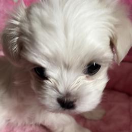 Fiona - White female Maltese puppy in Wilcox, Pennsylvania from Tiny Dancer Li'l Ones