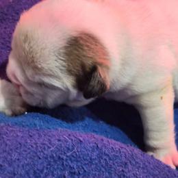 Hayley - White male Bulldog puppy in Cheshire, Connecticut from Absolut Bulldogs