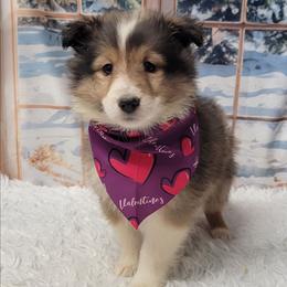 Sadie - Sable and white female Shetland Sheepdog puppy in Conway, Missouri from Brooks's little darlings