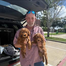 Dark Blue Collar Male - Red  male Goldendoodle puppy in Pasadena, Texas from Knightsbane Standard Poodles
