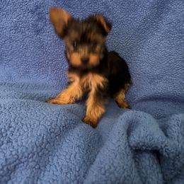Ms Hermes - Black and tan Yorkshire Terrier puppy in Las Vegas, Nevada from Made in Heaven Yorkshire Terrier Las Vegas