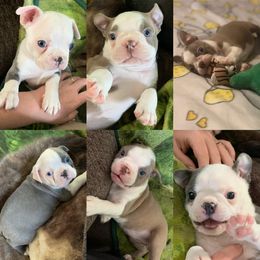 Boston Terrier Puppies from Heather's Boston Babies