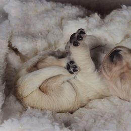 Golden Retriever Puppies from Gentry’s Pride Golden Retrievers