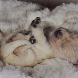 Golden Retriever Puppies from Gentry’s Pride Golden Retrievers