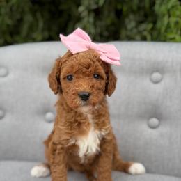 Blondie - Red  female Goldendoodle puppy in Queen Creek, Arizona from Goldendoodle AZ