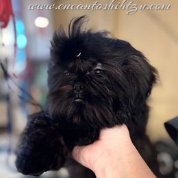 Girl 1 - Black female Shih Tzu puppy in Paso Robles, California from Encanto Shih Tzus by Darlene Madrigal