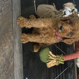 Aussiedoodle, Bernedoodle, and Poodle Puppies from Megan’s Spoiled Standards