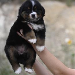 Bernese Mountain Dog, Golden Mountain Dog, and Golden Retriever Puppies from Grateful Bernese & Gage's Goldens