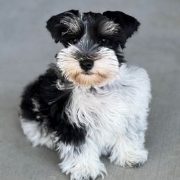Minnie Mae - Miniature Schnauzer