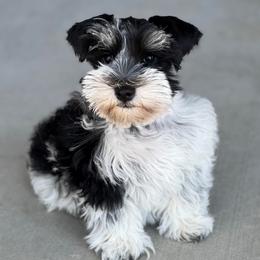 Minnie Mae - Miniature Schnauzer