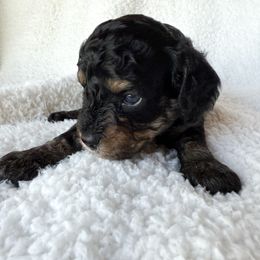Marcus - Black and tan male Cavapoo puppy in Redding, California from O’Hara  Doodles