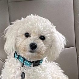 Bichon Frise Puppies from KM Bichon Frise