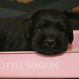 Labrador Retriever Puppies from Prebleridge Acres