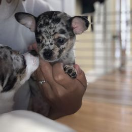 Chihuahua Puppies from Tulum Chihuahuas