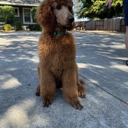 Tank (Green Collar) - Red  male Poodle puppy in Fairfield, California from Choice Red Standards