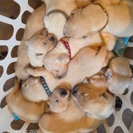 Puppy - Light golden male Golden Retriever puppy in Waynesburg, Ohio from Avalon English Retrievers