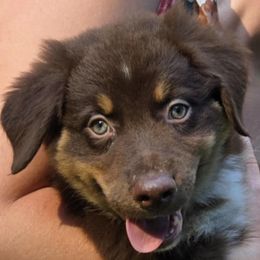 Aurora - Red tri-color female Australian Shepherd puppy in Peach Bottom, Pennsylvania from Arcadia Australian Shepherds