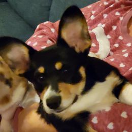 Lovely - Pembroke Welsh Corgi