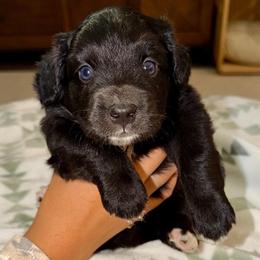 Oakley - Black and white male Aussiedoodle puppy in Seguin, Texas from Navarro Royal Pups