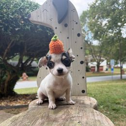 Guillermo - Black and white male Chihuahua puppy in College Park, Georgia from Wicked Envy Chihuahuas