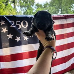 Effie - Bi-color female German Shepherd puppy in Knowlton Township, New Jersey from Augenblick Kennels
