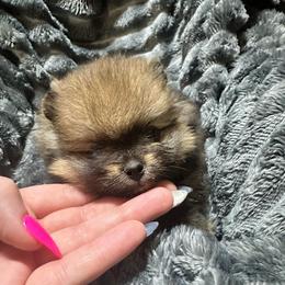 Kyla - Orange sable female Pomeranian puppy in Waterloo, Indiana from Garcias Pomeranian