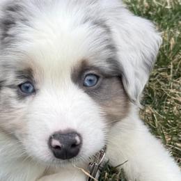 Australian Shepherds from Storm and Sage Australian Shepherds
