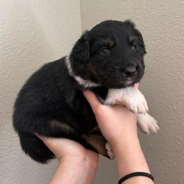 Hershey - Black tri-color male Australian Shepherd puppy in Weeki Wachee, Florida from Ace of Spades Australian Shepherds