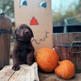 Cider - Chocolate male Labrador Retriever puppy in Sweet Home, Oregon from Knotty Creek Labradors